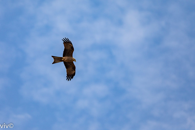 Majestic Black Kite soaring in the sky