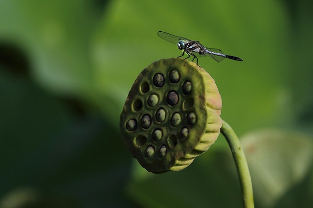 A Dragonfly and A Lotus