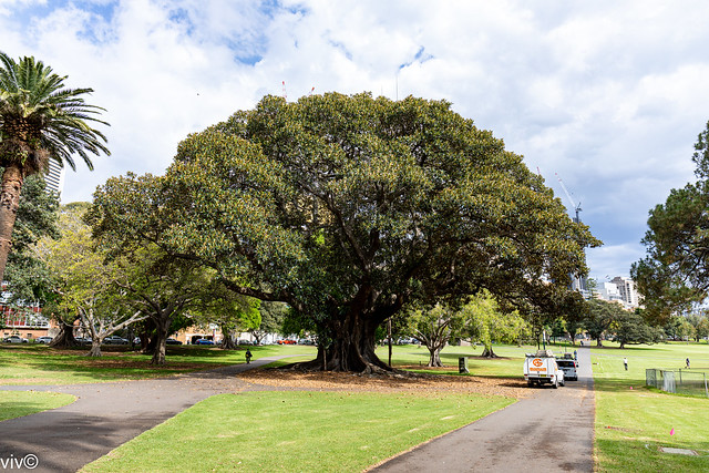 Lovely park at Domain with massive Moreton Bay Fig Tree dominating, Sydney, New South Wales, Australia