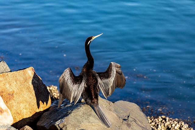 Australasian darter proudly hanging its wings out to dry!