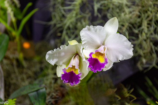 Twin Cattleya orchids