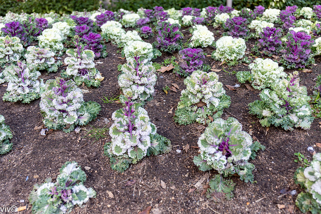 Colourful ornamental cabbage plants