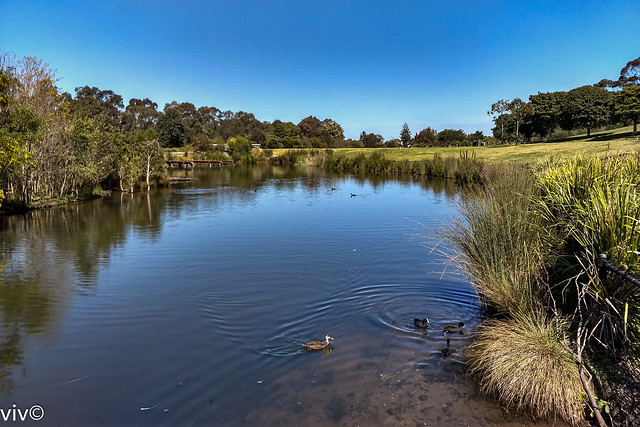 Scenic Sydney Park wetlands, Sydney, New South Wales, Australia