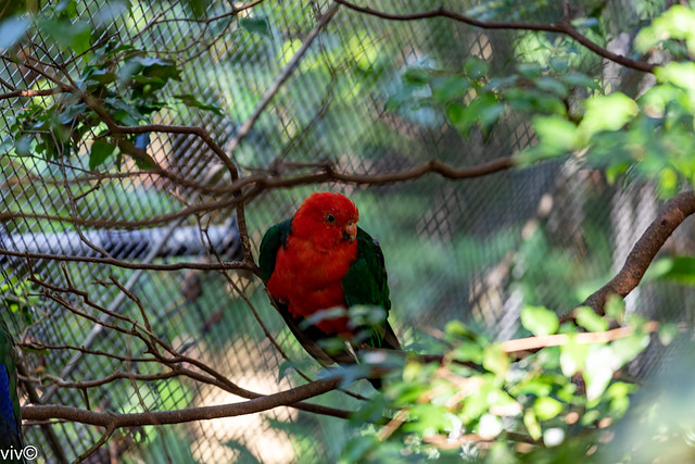 Contemplating male King Parrot