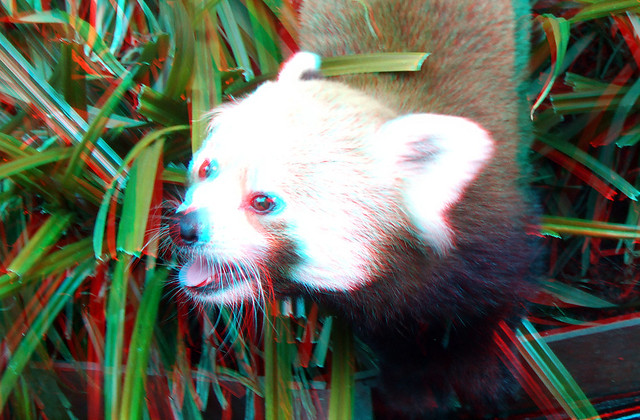 Little Panda Blijdorp Zoo Rotterdam 3D