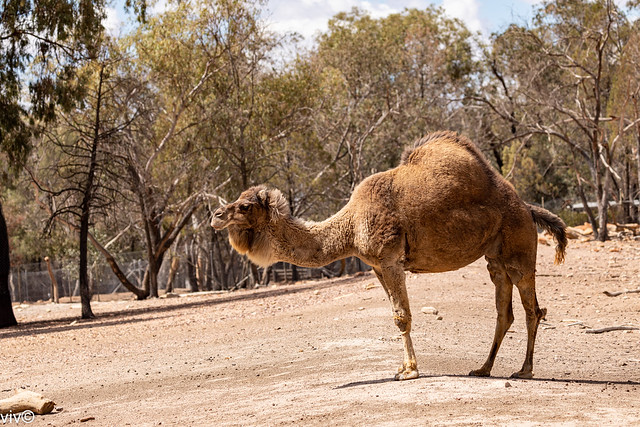 Adult Dromedary Camel in serious contemplation