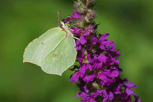 cambridgeshire waresleywood butterfly insect nature wild wildlife brimstone gonepteryxrhamni purpleloosestrife