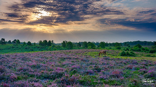 Sunrise and heather with a grazing pony on Rockford Common, New Forest