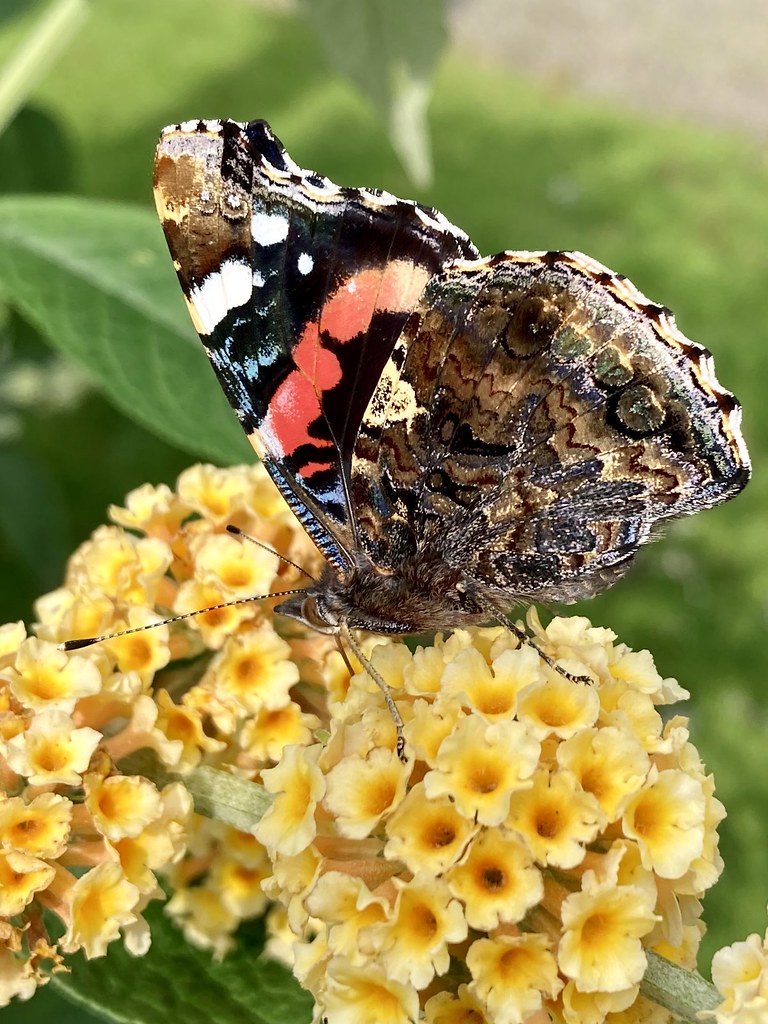 Both sides at once - Red Admiral butterfly