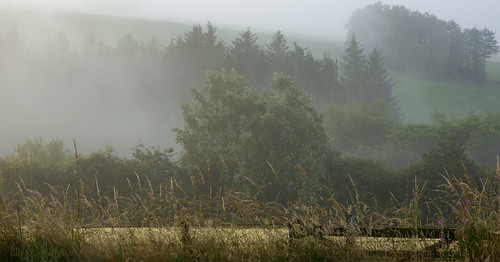 elisafox22 sony rx10m3 htmt treemendoustuesday trees acrossthehowe misty morning sunrise cloud lowcloud fog rising outdoors aberdeenshire scotland elisaliddell©2020