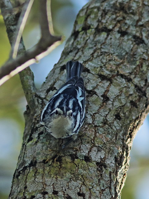 Black-and-White Warbler 02-20200811