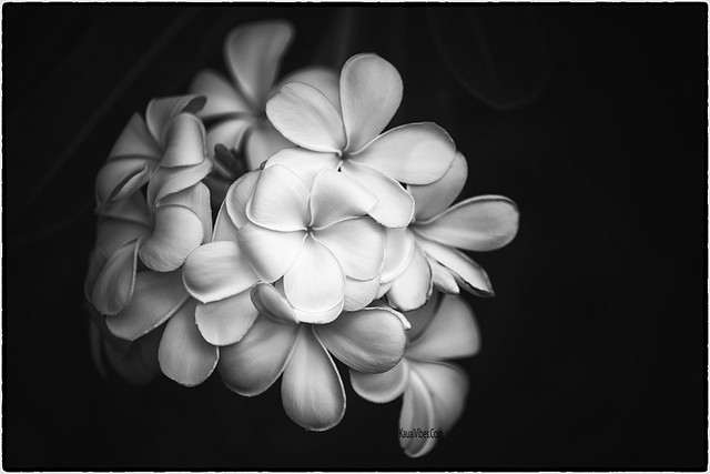 Plumeria in black & white.