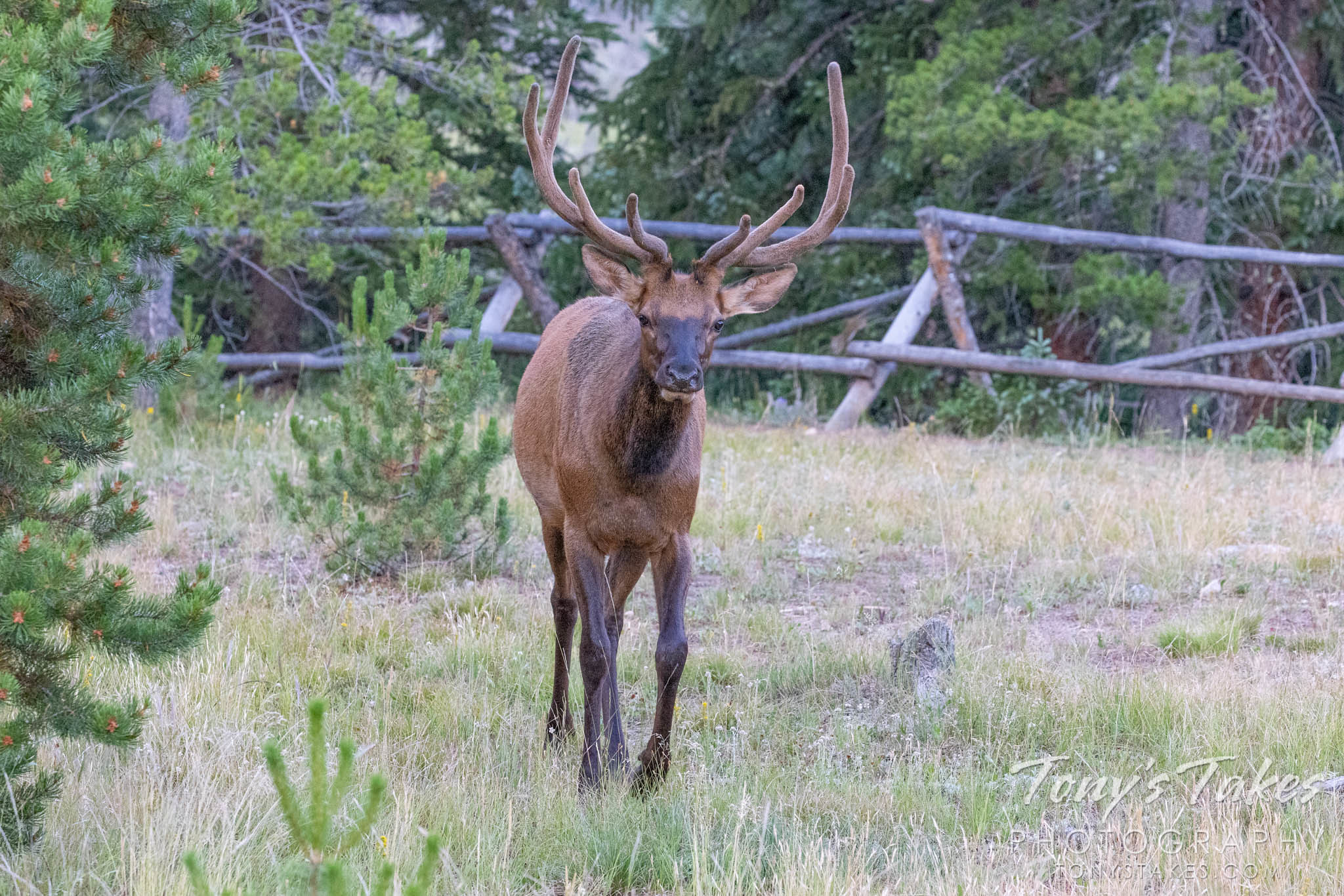 Curious young elk for Wapiti Wednesday