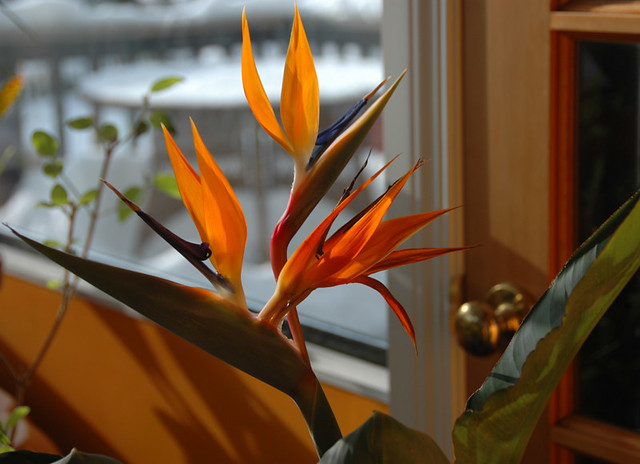 The orange flower of the Bird of Paradise plant in my Solarium in December