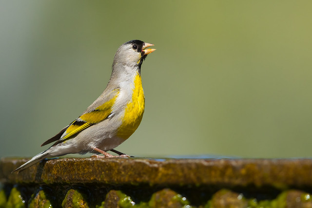 Lawrence's Goldfinch (X05_1117-1)