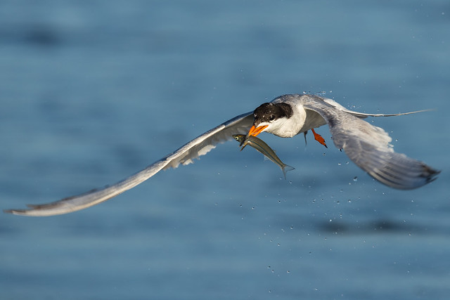 Forster's Tern with fish (X07_2201-1)