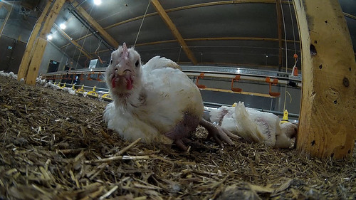 Investigación de Igualdad Animal en proveedor de Mcdonalds muestra crueldad extrema con los animales