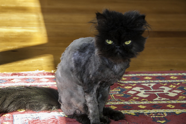 Shaved Purebred Persian cat