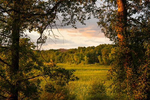 landscape evening goldenhour light summer trees marsh minnesota sony alpha a7riii zeiss loxia loxia2485