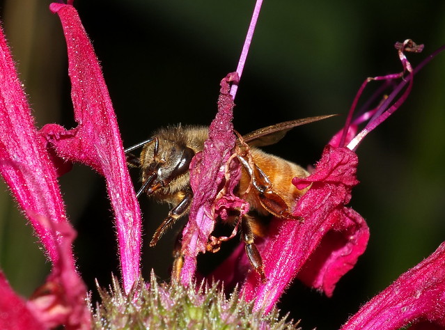 Honey Bee In Flight To A Bee Balm Flowerhead DSCF3265