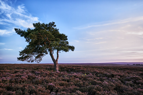 lonetree egton whitby northyorkshire northyorkmoors nationalpark sunset heather purple summer evening grousemoor sunlight sigmadp0quattro sigmasfd sigmax3i markmullenphotography uk