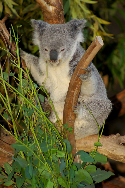 Los Angeles Zoo - Koala