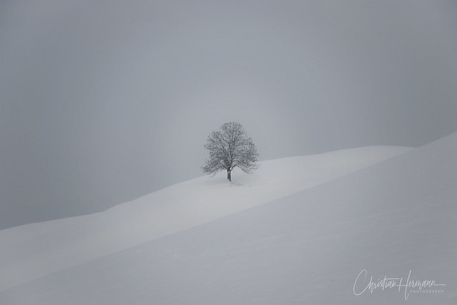 Lonely tree in desolate solitude