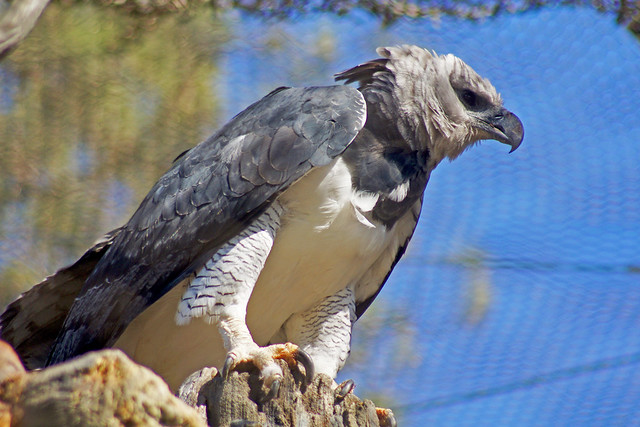 Harpy Eagle at L.A. Zoo