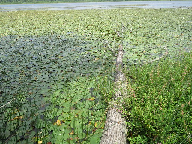 Lily pads in 100 acres pond Rochester, NY