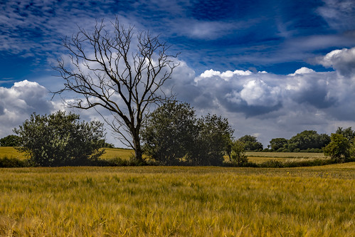 dead tree field landscape clouds bush