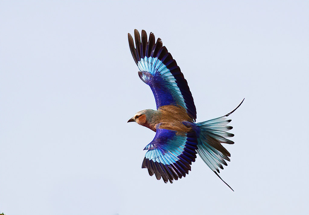 Lilac-Breasted Roller BIF