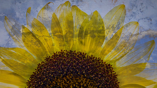 blend composite sunflower sunflowerseeds wallpaper