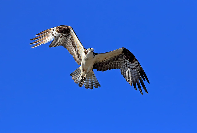 Female Osprey