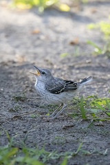 Mockingbird Juvenile 2