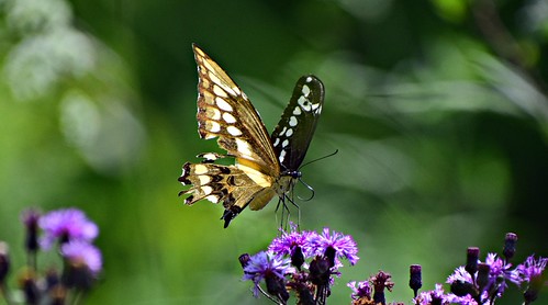 Tip Toes. | by Dan A. Cetinic.