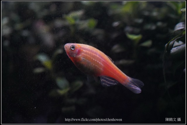 螢光斑馬魚_0268_Fluorescent Zebrafish