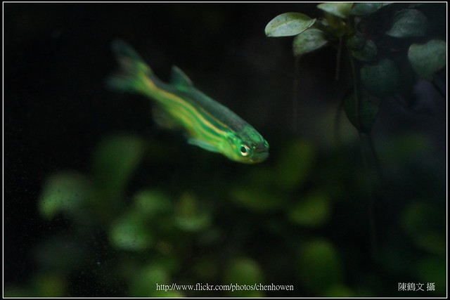 螢光斑馬魚_0380_Fluorescent Zebrafish