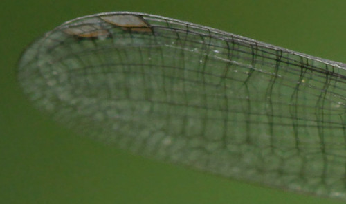 insect odonata zygoptera coenagrionidae argia argiamoesta powdereddancer northcarolina piedmont canonef100mmf28macrousm inaturalist