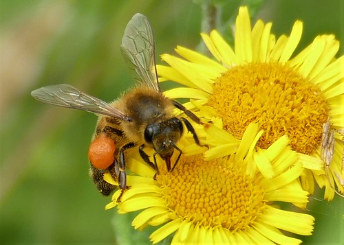 Bee | Filling his boots! Dorset garden. UK | Charles Williams | Flickr