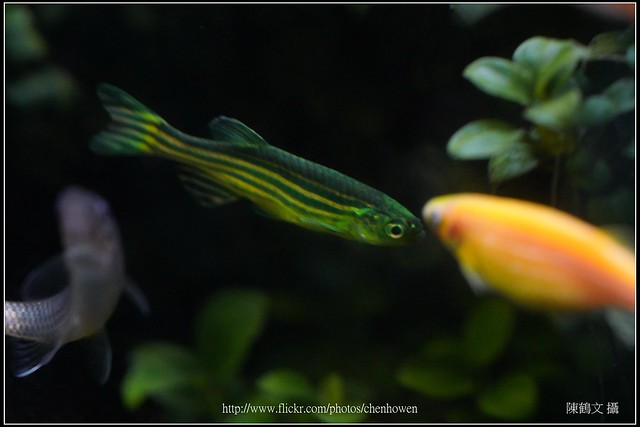 螢光斑馬魚_0379_Fluorescent Zebrafish