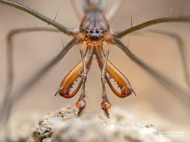 Long-jawed orb weaver (Tetragnatha sp.) - P8082076