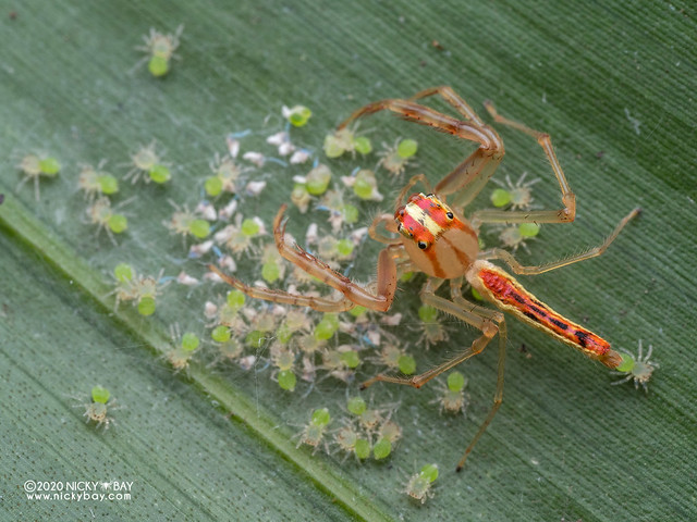 Jumping spider (Viciria praemandibularis) - P8081986