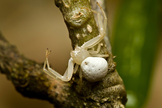 Aranha caranguejo - Thomisidae | by erickdelima
