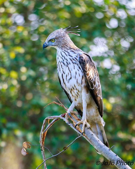 Eagle (Changeable Hawk) Hurulu Eco Park, Sri Lanka - 5
