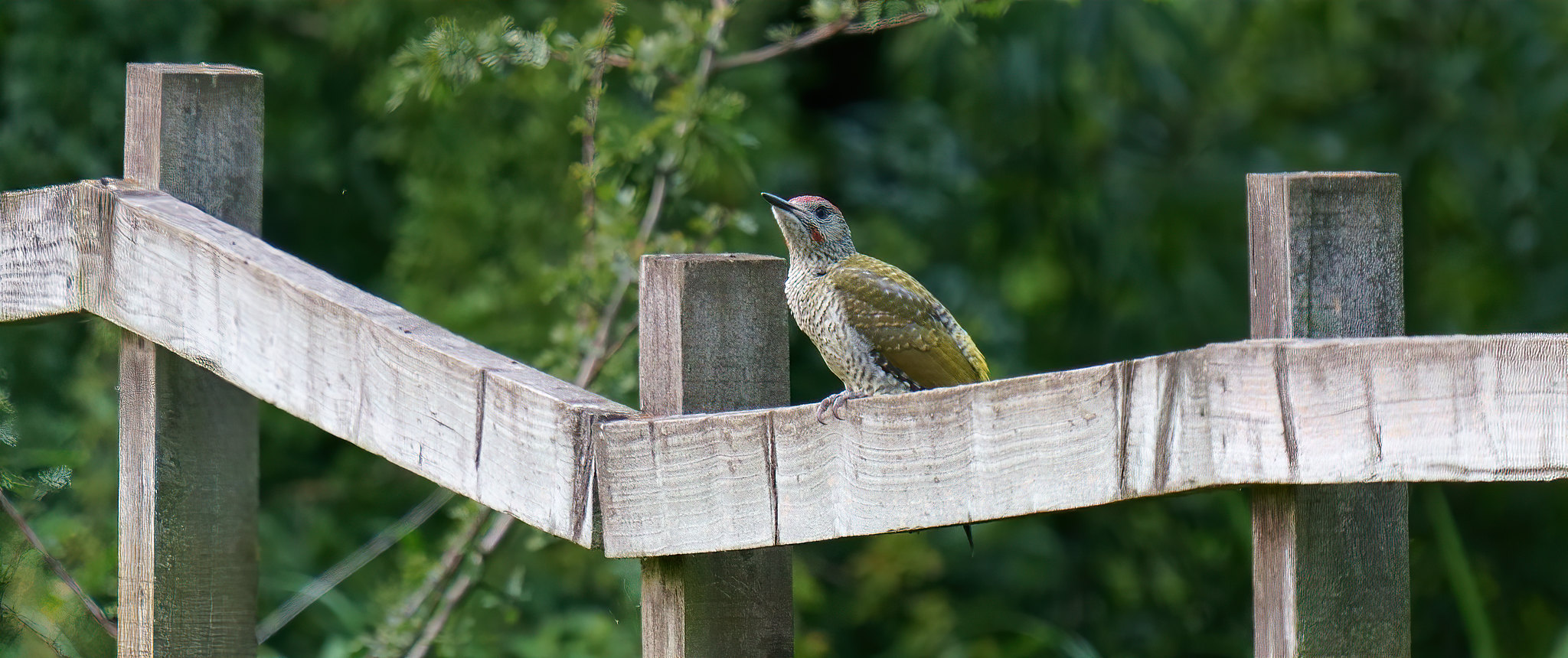 Young Green Woodpecker