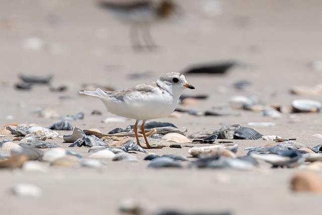 Piping Plover blending in with the sand and seashells