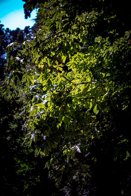 tree green leafs summer