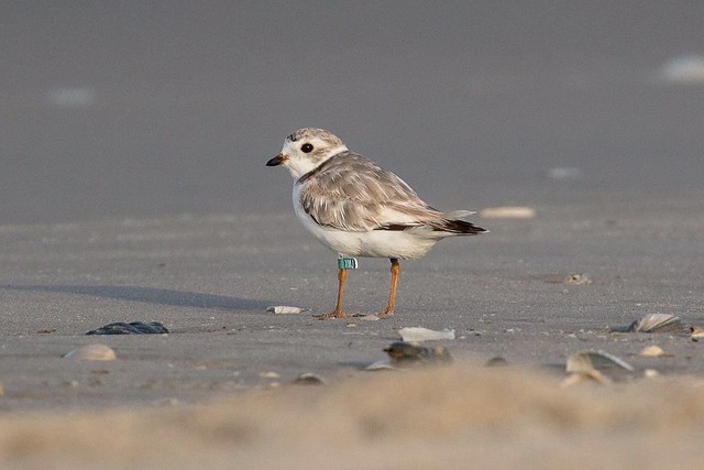 Piping plover sporting a band