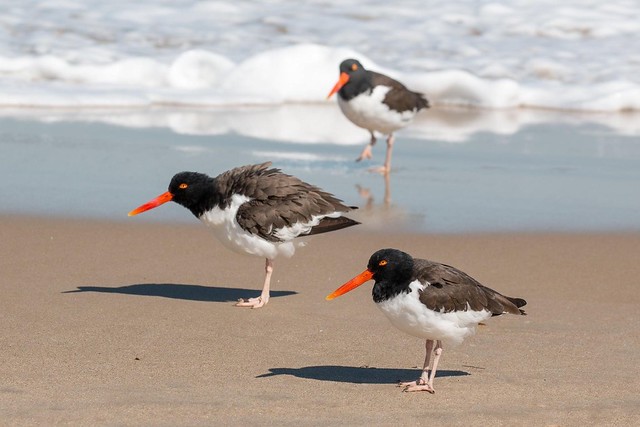 Trio of American Oyster Catchers