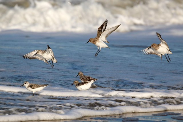 Sanderlings flying above waves